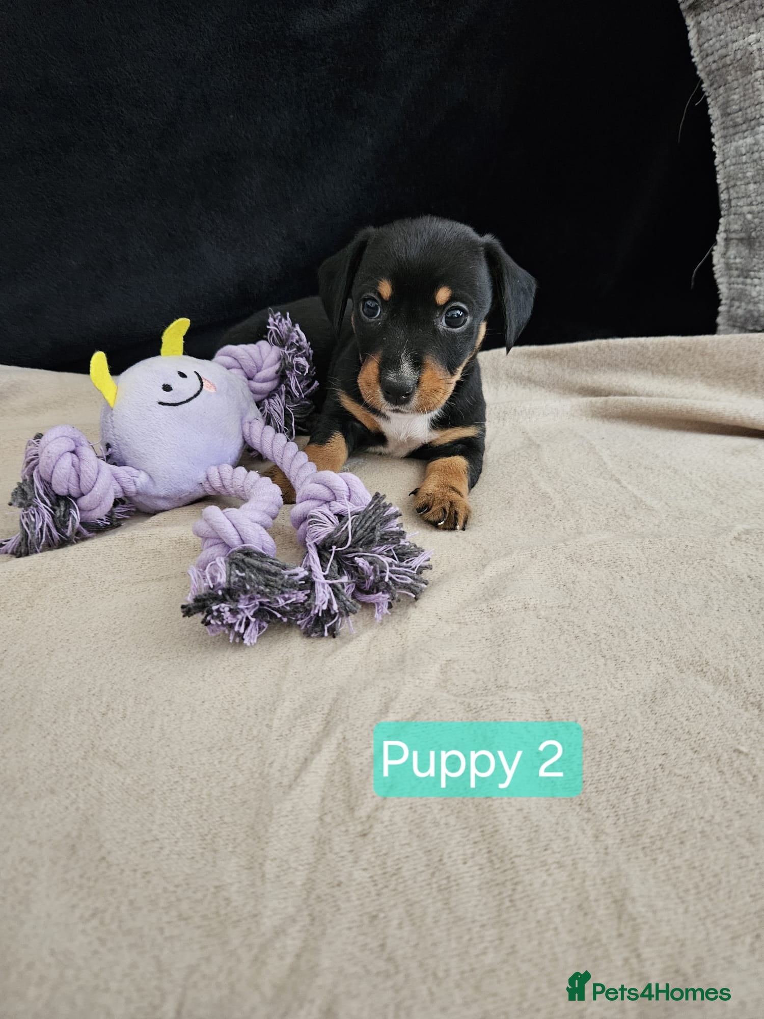 Jackshund dogs DachshundxJack Russell Puppies  - Advert 1