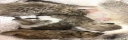 Mixed Breed cats for sale: Beautiful Bengal Cross Maine Coon Babies  in Andover - Advert 11