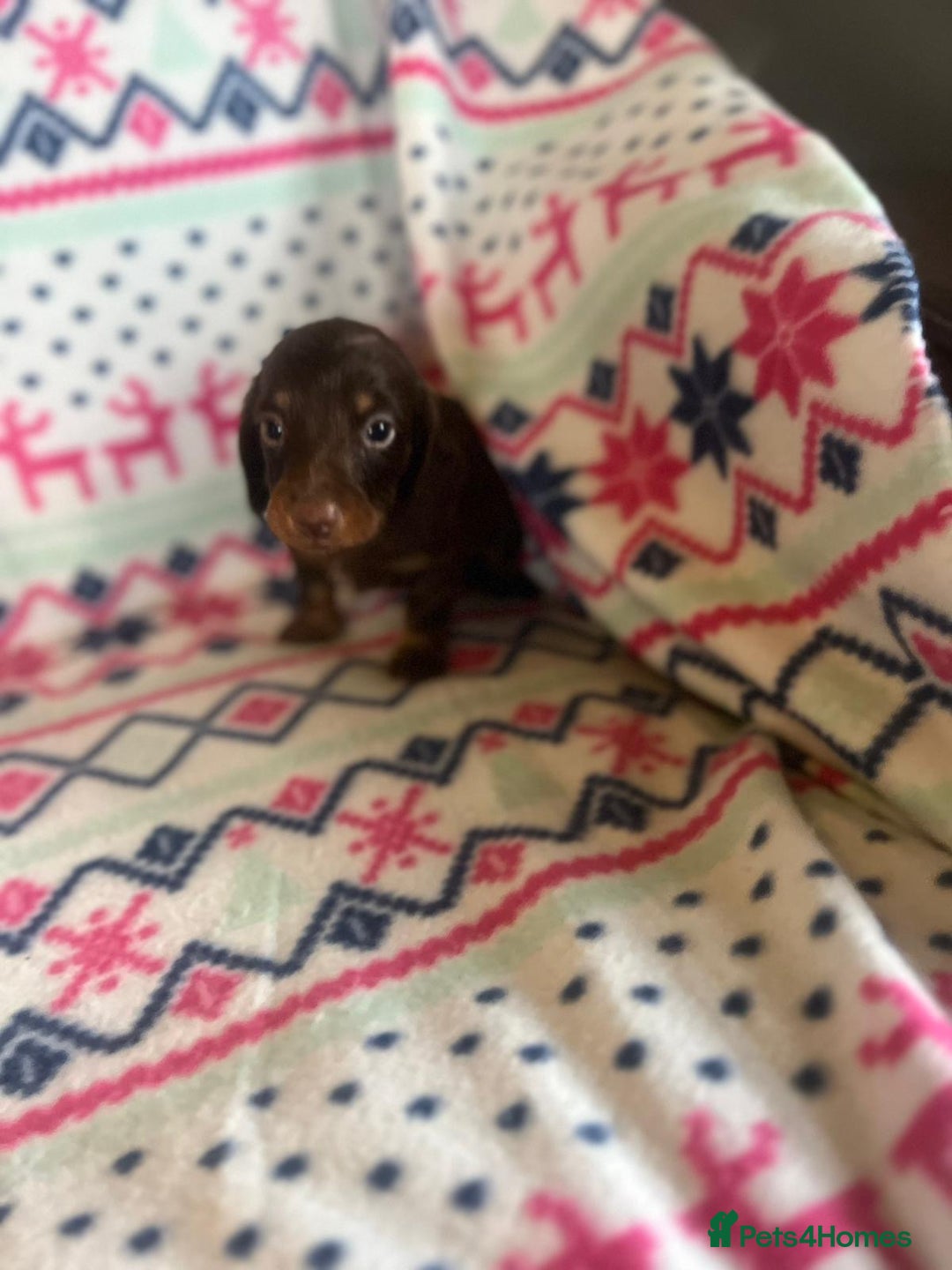 Miniature Dachshund dogs for sale: Miniature dachshund puppies  - Advert 10