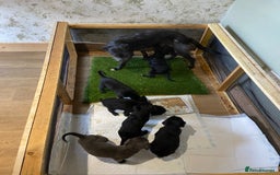 Mixed Breed dogs for sale: Bedlington x whippet  - Image 8