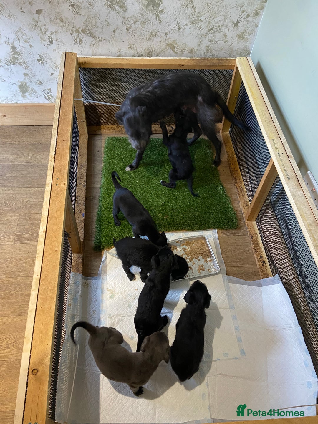 Mixed Breed dogs for sale: Bedlington x whippet  - Image 8