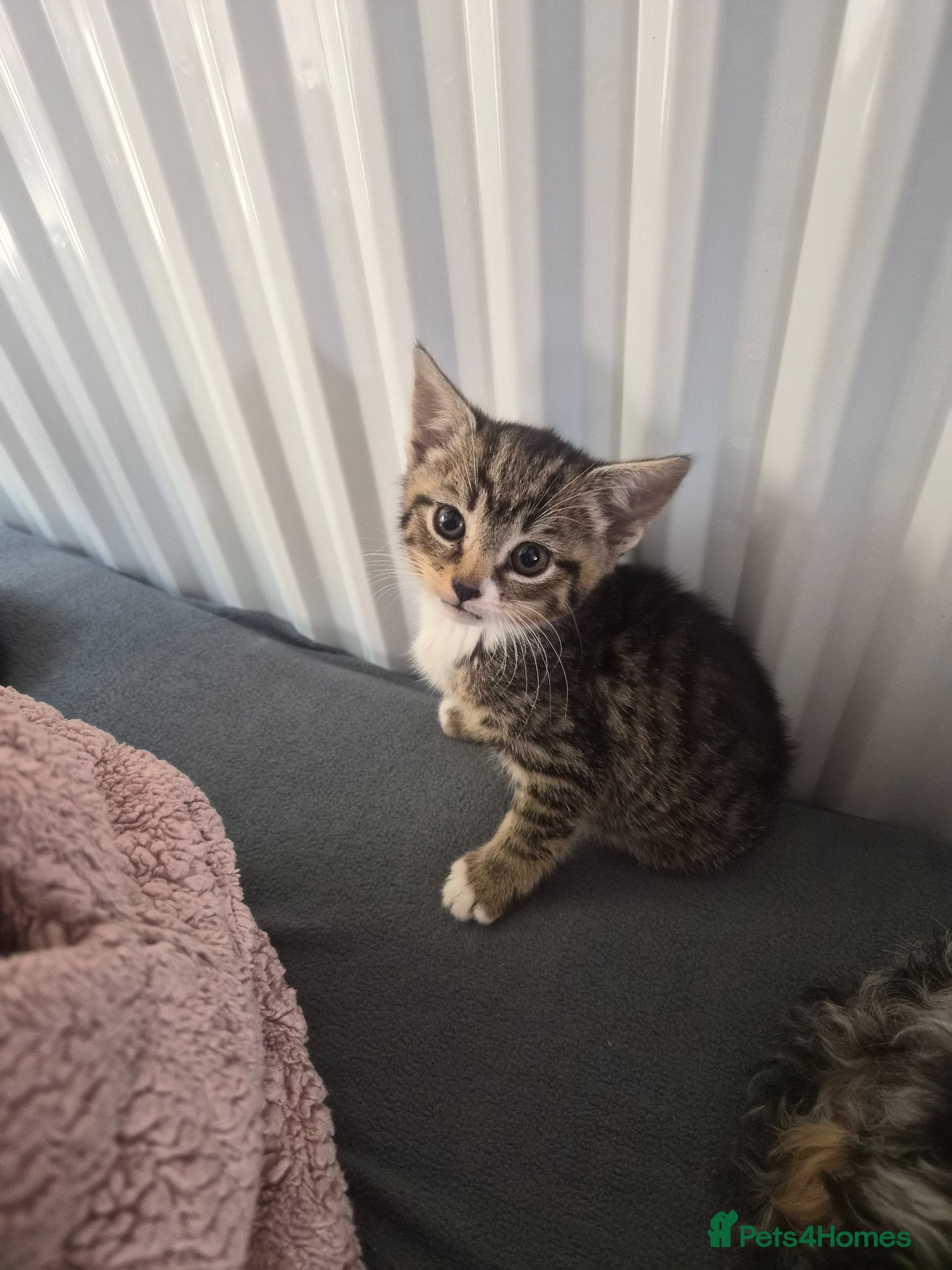 Mixed Breed cats 2 boys 2 girls no chips or vaccinations  - Advert 2