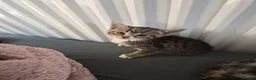 Mixed Breed cats for sale: 2 boys 2 girls no chips or vaccinations  in Tamworth - Advert 1