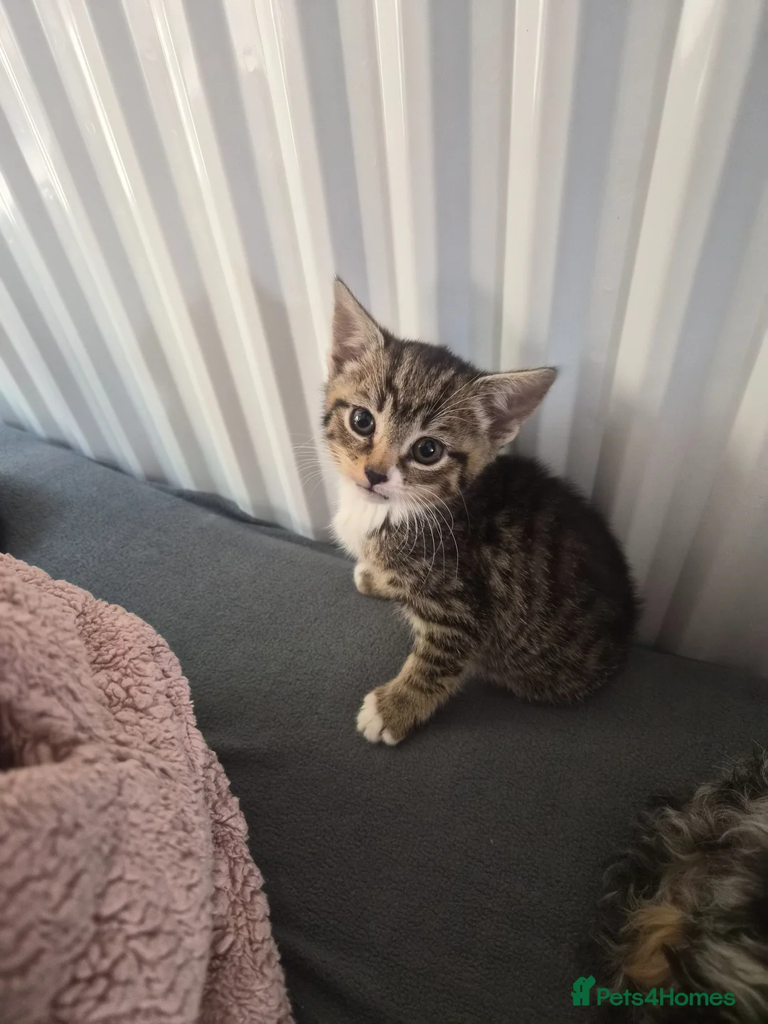 Mixed Breed cats for sale: 2 boys 2 girls no chips or vaccinations  in Tamworth - Advert 1