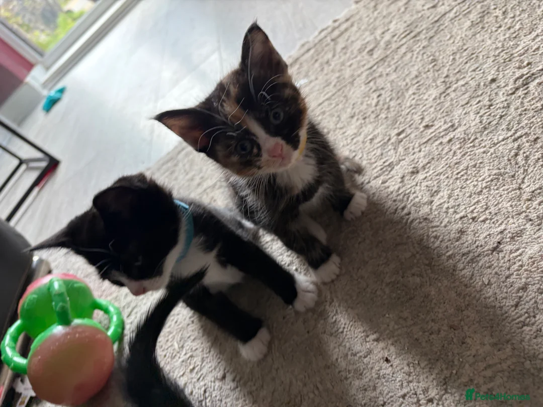 Mixed Breed cats for sale: Beautiful kittens ready for homes  - Advert 7