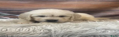 Golden Retriever 3