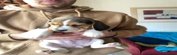 Beagle dogs for sale: Beautiful home reared chunky beagle pups - Advert 22