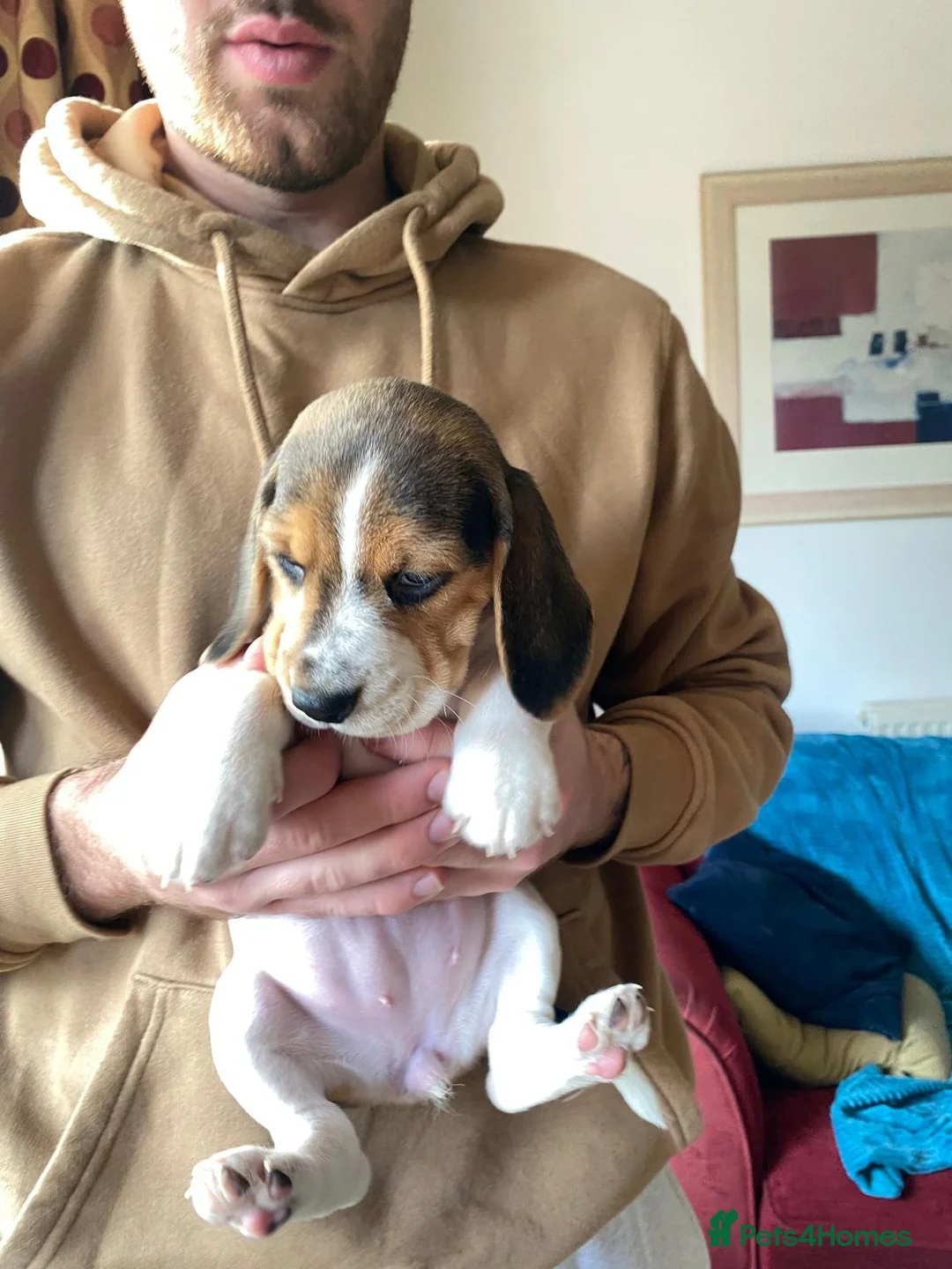 Beagle dogs for sale: Beautiful home reared chunky beagle pups - Advert 22