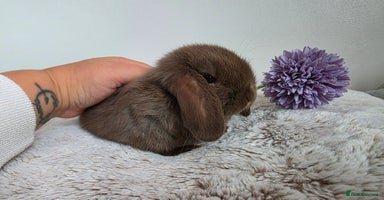 Mini Lop rabbits - Advert 6