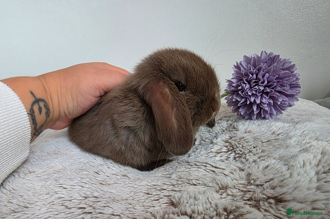 Mini Lop rabbits for sale: Left one brown mini lop girl!!! - Image 2