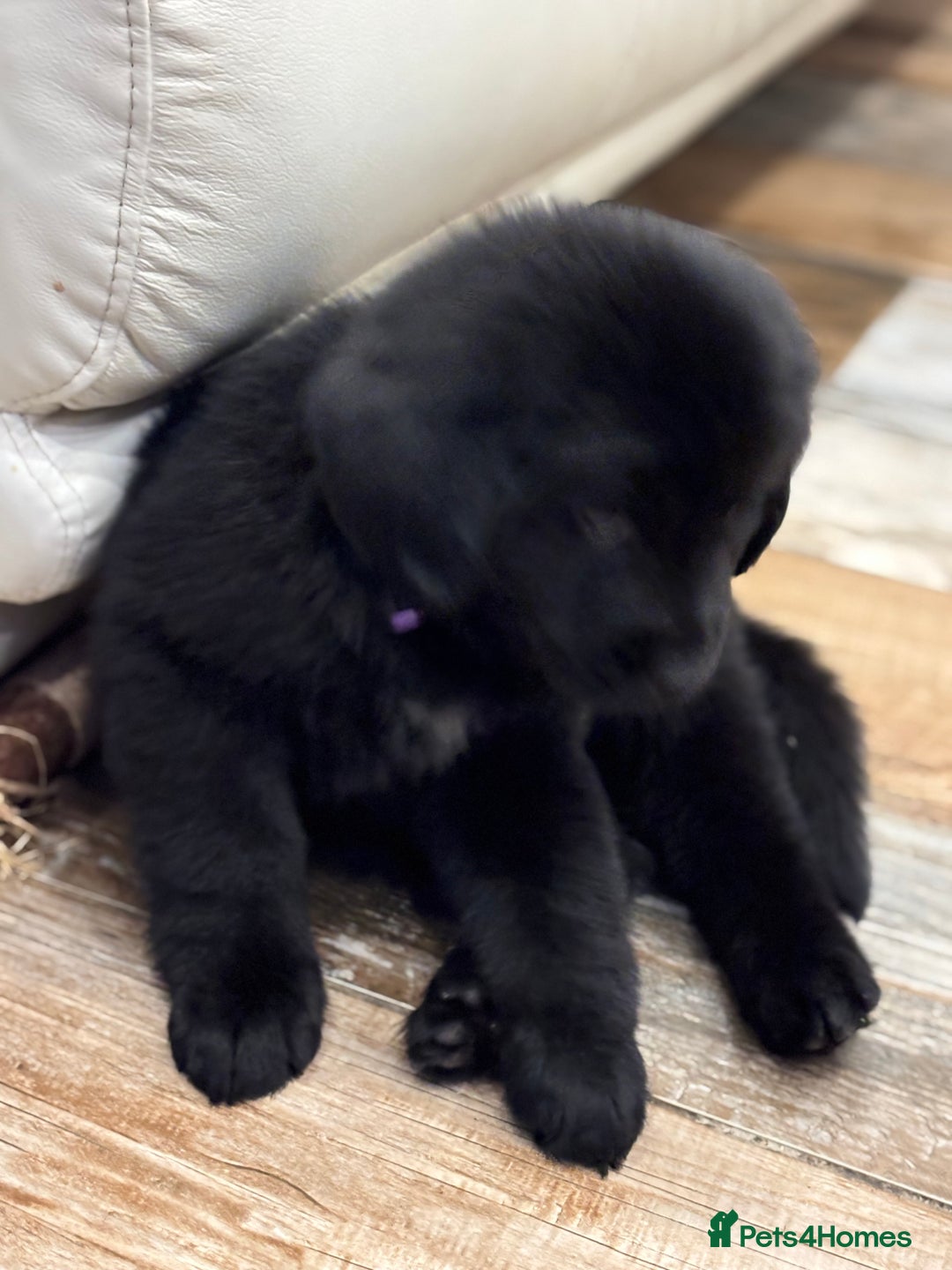 Newfoundland dogs for sale: Newfoundland puppies - Image 2