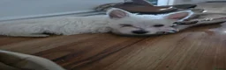 West Highland Terrier dogs for sale: West Highland Terrier Female Pup For Sale - Advert 2