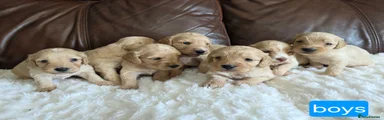 Cockapoo 5