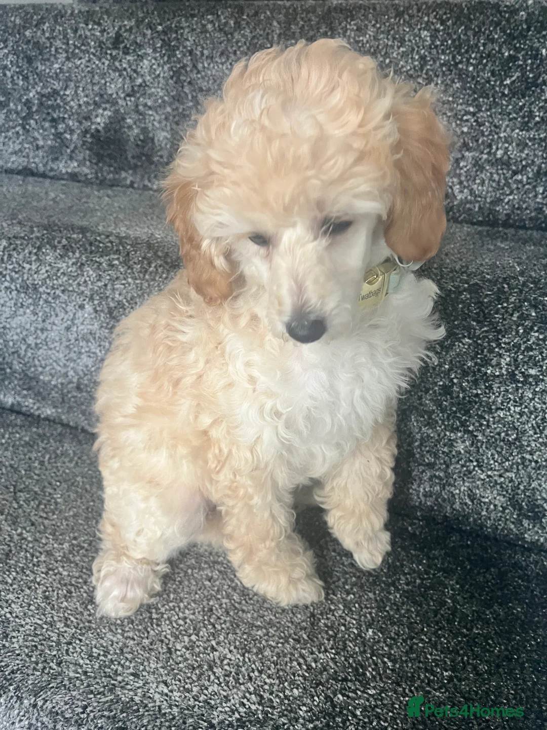 Toy Poodle dogs for sale: Adorable toy poodle girl puppy 11 weeks  - Advert 3