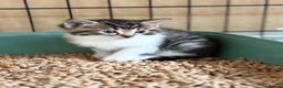 Domestic Shorthair cats for adoption: Playful Kittens- Adopt from Cats In Crisis EastLdn - Advert 9