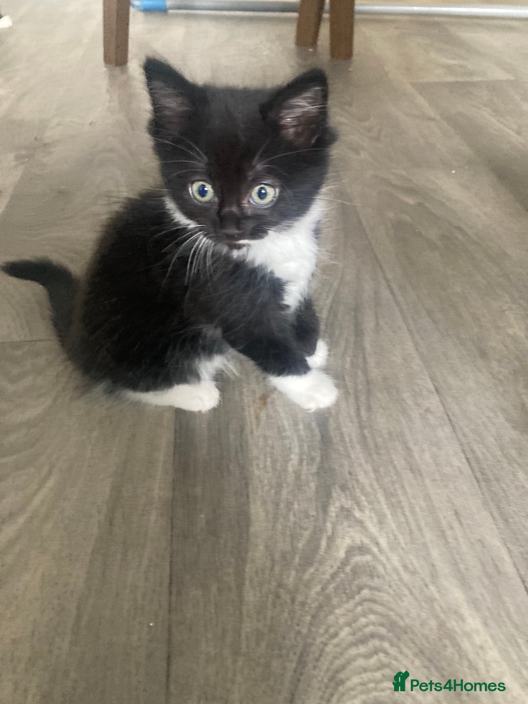British Shorthair cats for sale: 8 weeks old kittens ready for forever homes  - Image 3