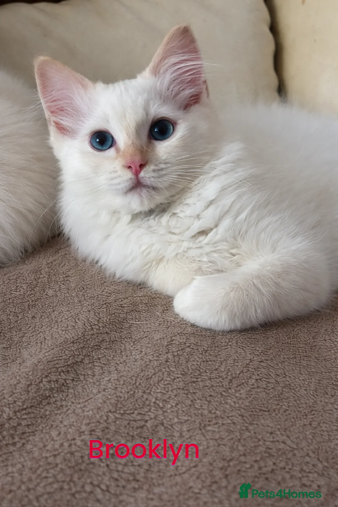 Ragdoll cats for sale: GCCF Registered Red Boys ready to go - Advert 1