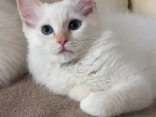 Ragdoll cats GCCF Registered Red Boys ready to go - Advert 1