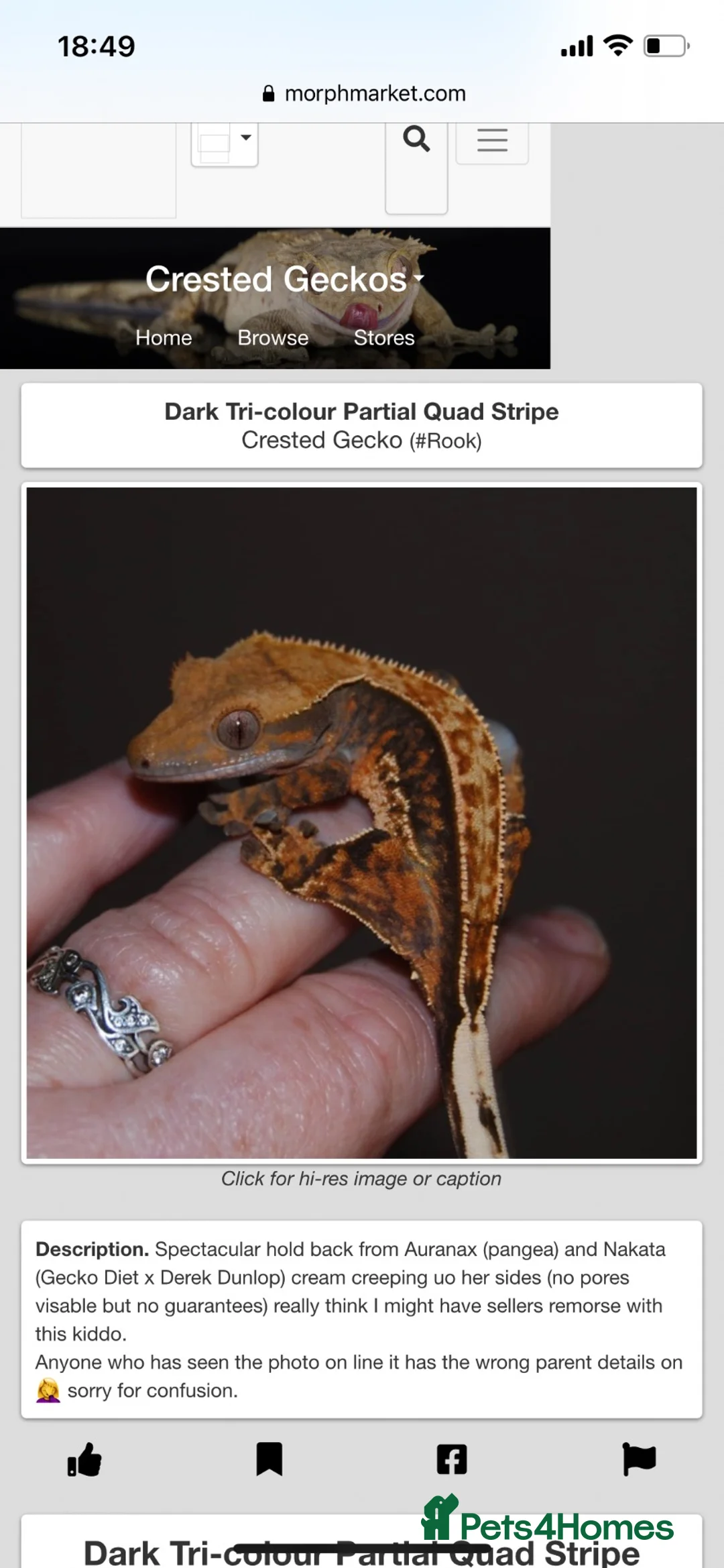 Gecko reptiles for sale: Crested Gecko Tri-Colour Partial Quad Stripe in Middlesbrough - Advert 2