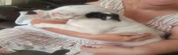 Mixed Breed dogs for sale: Oldtyme x french bulldog - Advert 4