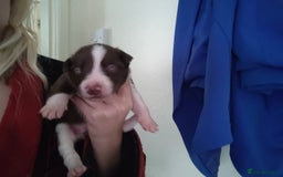 Welsh Collie dogs for sale: Tri colour Welsh collies  - Image 18