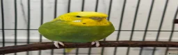 Budgerigars birds for sale: Male Budgerigar it ‘s name is Miço in Chester - Advert 2