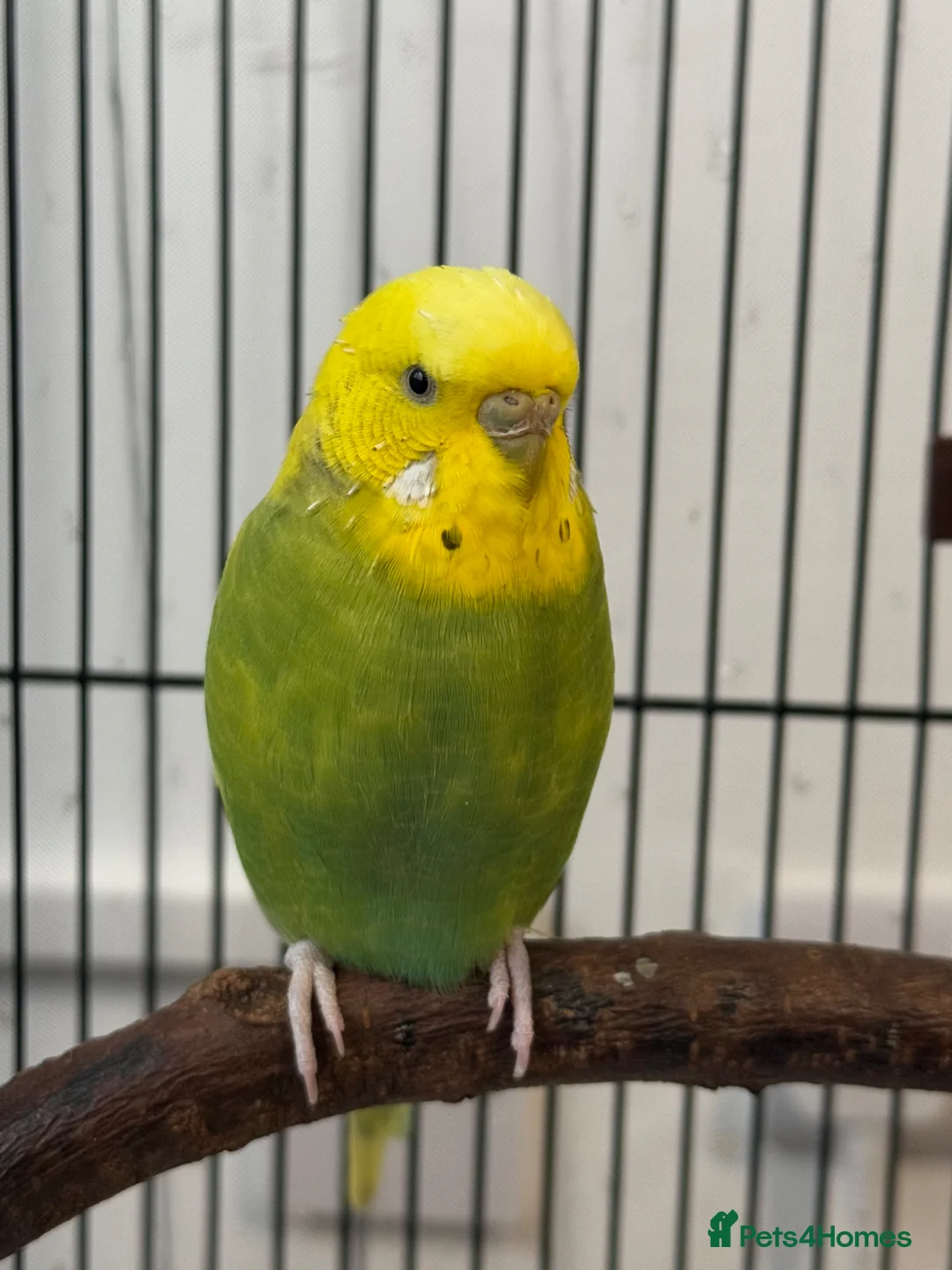 Budgerigars birds for sale: Male Budgerigar it ‘s name is Miço in Chester - Advert 2