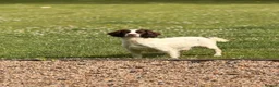 English Springer Spaniel dogs for sale: Working Pure Springer Spaniel Puppies  - Advert 5
