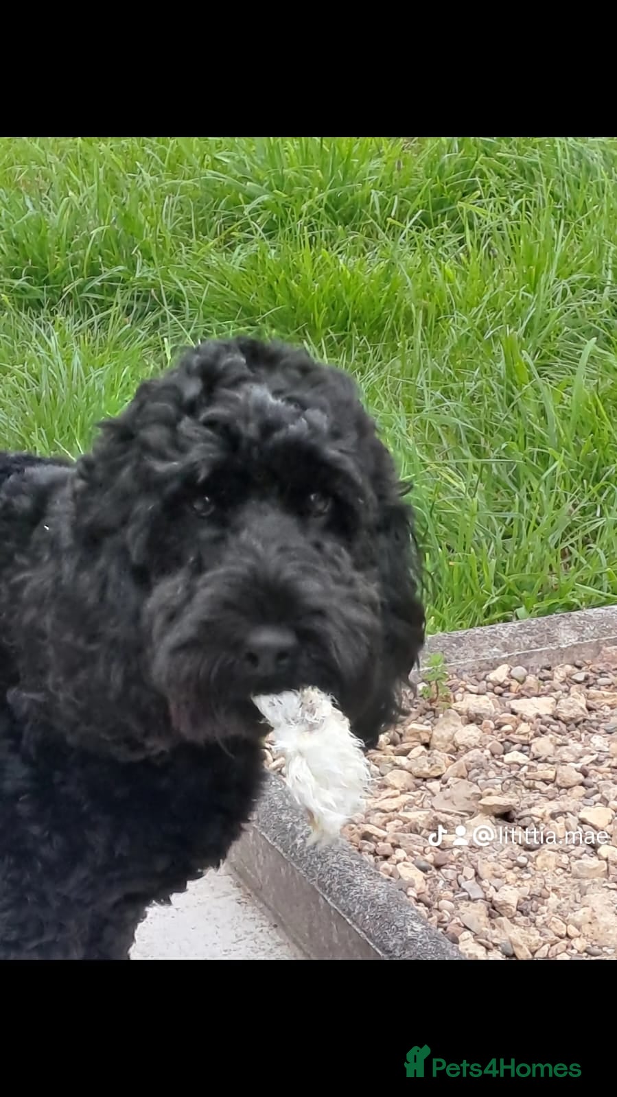 Cockapoo dogs Grandpa - Advert 1