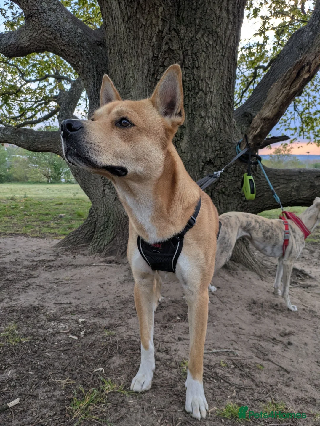 Mixed Breed dogs for sale: Golden Dingo Hachi - Advert 2