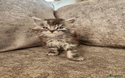 Maine Coon cats for sale: Maine coon kittens ready now  - Image 7