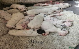 Dalmatian dogs for sale: Gorgeous dalmatian puppies  - Image 8