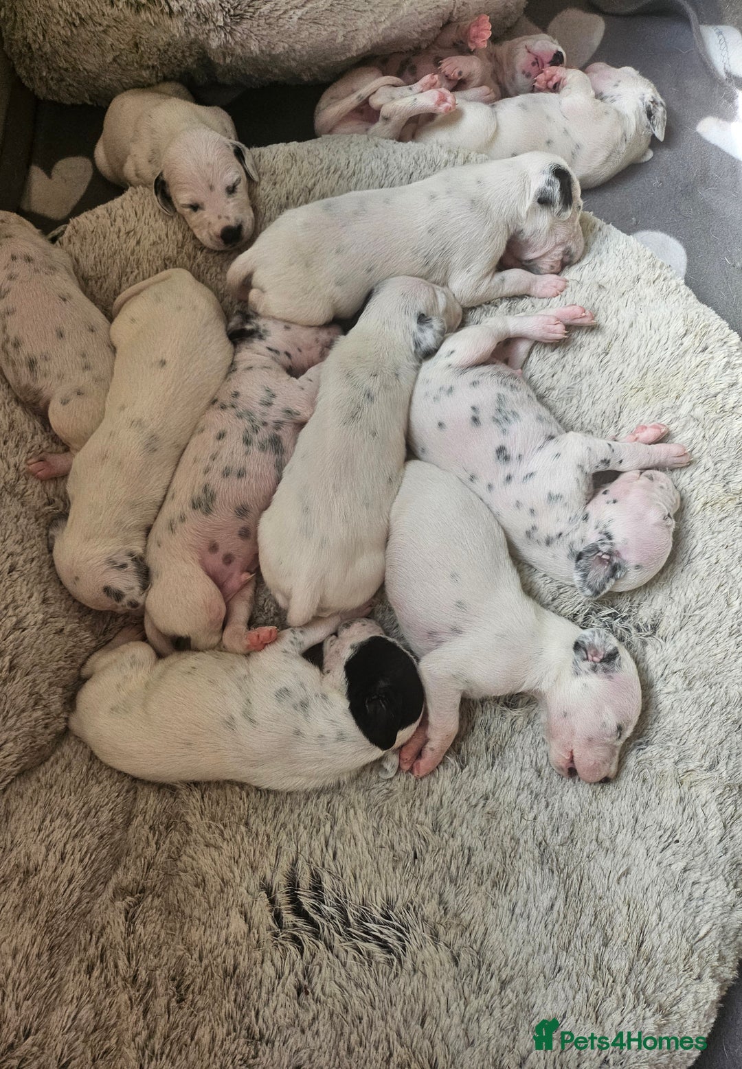 Dalmatian dogs for sale: Gorgeous dalmatian puppies  - Image 8
