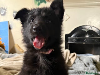 German Shepherd dogs - Advert 1