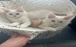Maine Coon cats for sale: Main Coon kittens for sale - Image 31