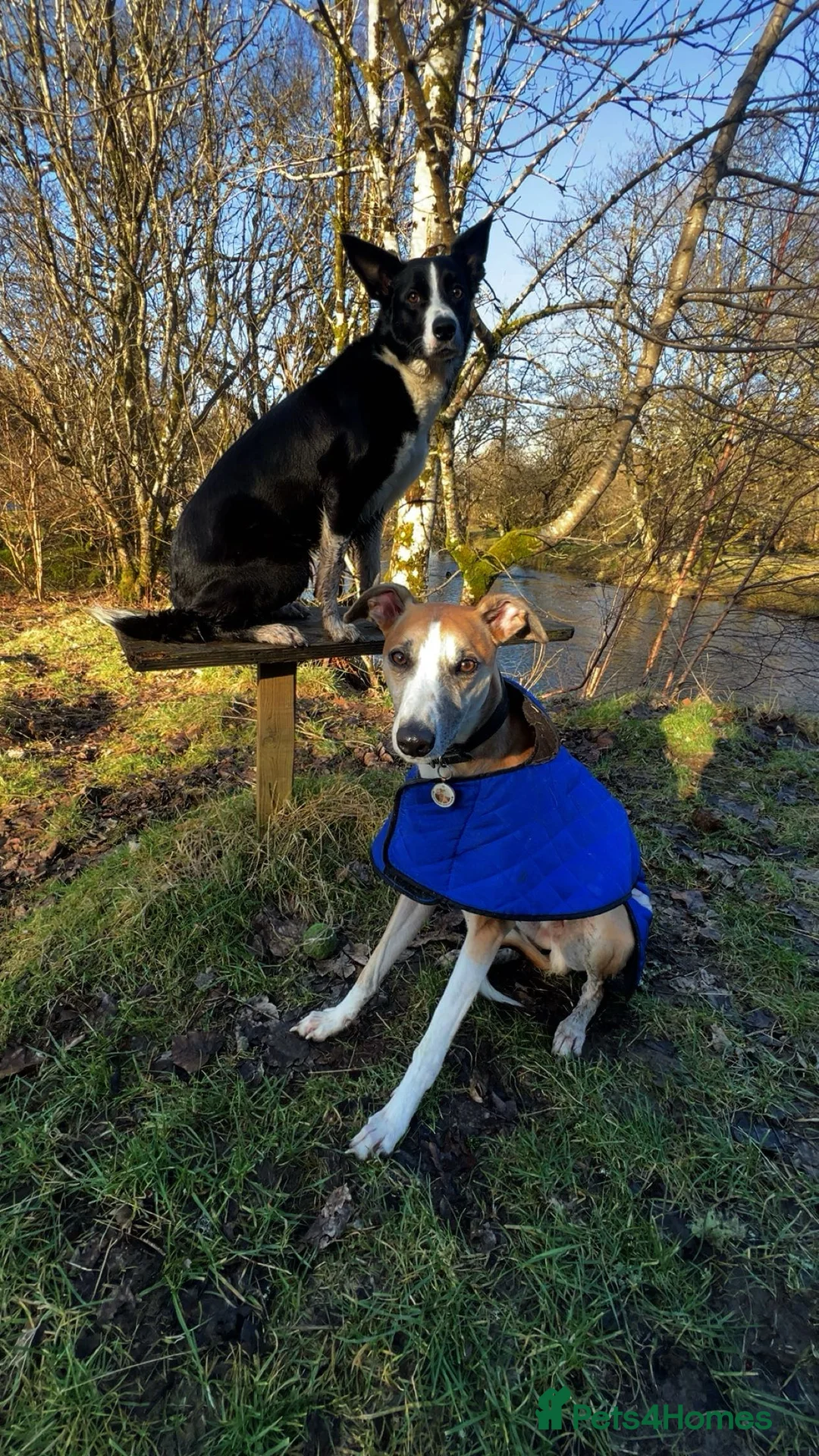 Lurcher dogs for stud: Lurcher for stud - Advert 19