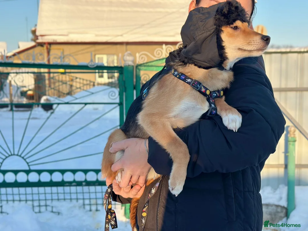 Mixed Breed dogs for adoption: 💙🐶 TUTTY 🐶💙 - Advert 5