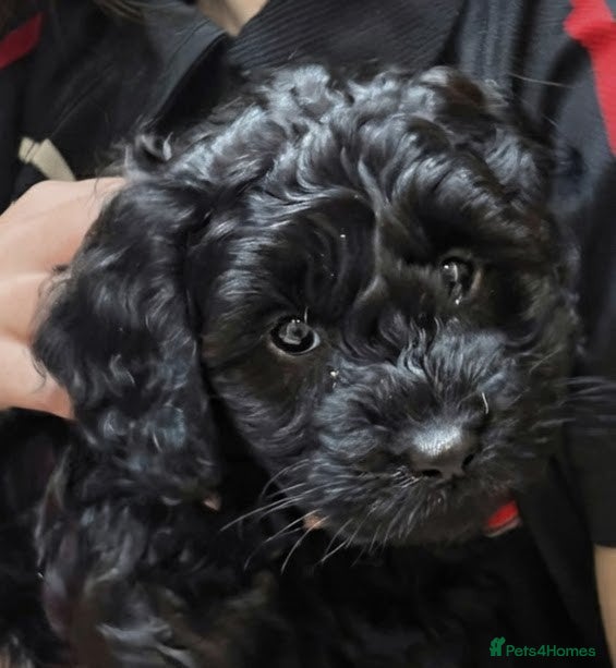 Cockapoo dogs Cockapoo - Advert 13