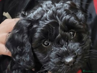 Cockapoo dogs Cockapoo - Advert 4