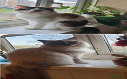 Ragdoll cats for sale: Bicolour Ragdoll Kitten  - Image 4