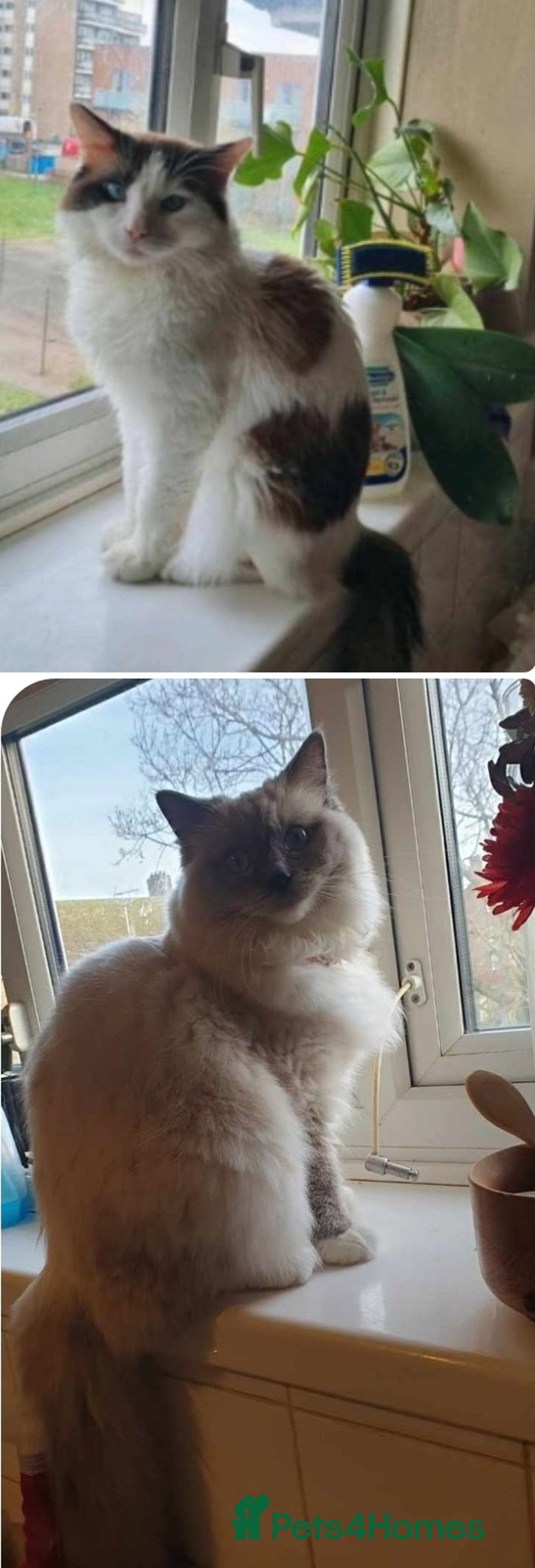 Ragdoll cats for sale: Bicolour Ragdoll Kitten  - Image 4