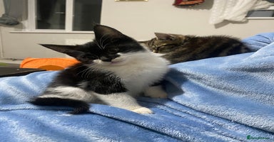 British Shorthair cats - Advert 3