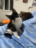 British Shorthair cats - Advert 7