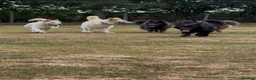 German Shepherd dogs for sale: Apricot/Cream GSD FEMALE  - Advert 27