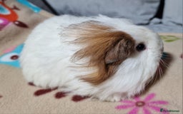 Guinea Pig rodents for sale: Two Stunning Sheltie Sows - Image 27