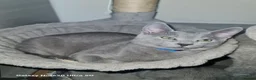 Russian Blue cats for sale: Beautiful Russian Blue Kittens  - Advert 7