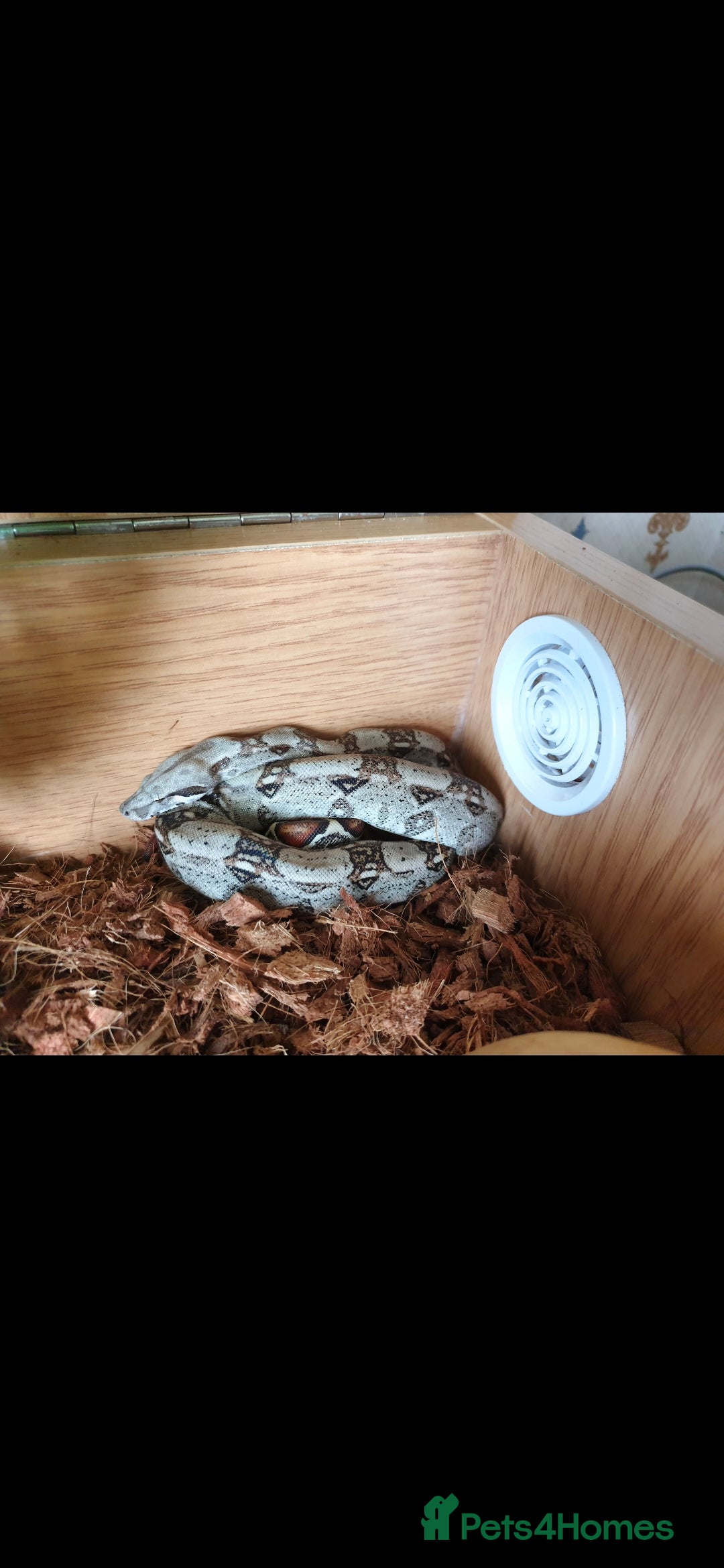 Boa Snake reptiles Columbian boa  - Advert 2