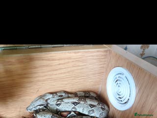 Boa Snake reptiles Columbian boa - Advert 2