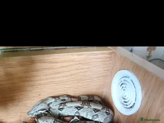 Boa Snake reptiles Columbian boa - Advert 2