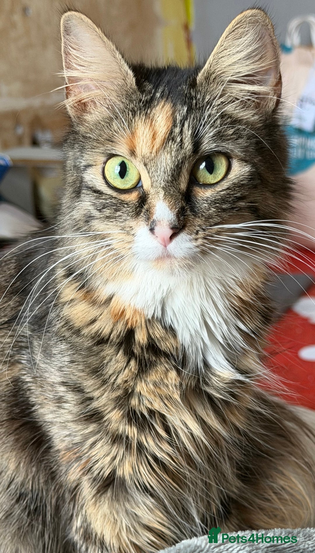 Mixed Breed cats for sale: Two female kittens for sale  - Advert 5